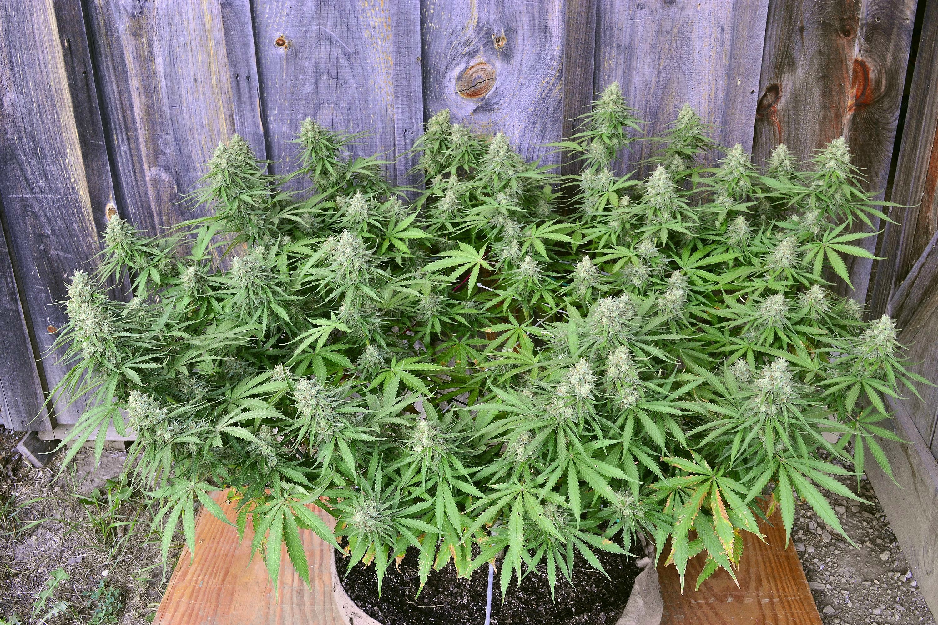 the-modular-scrog-a-tgagenetics-feature-article-words-and-pictures-by