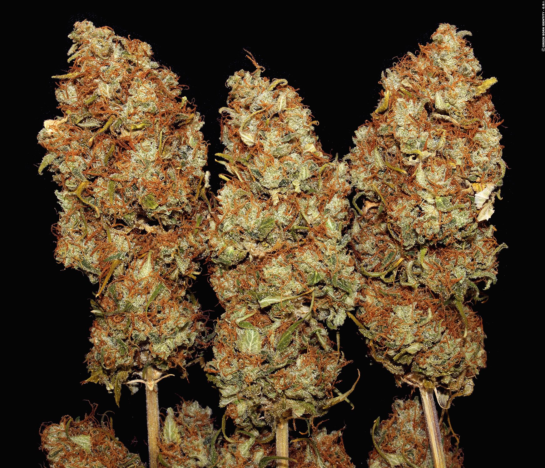 T H Seeds Strain Story Dawg Star Sweet Dreams From Dusk Till Dawg   Dawg Star Coypright By Gbi 2015 10 