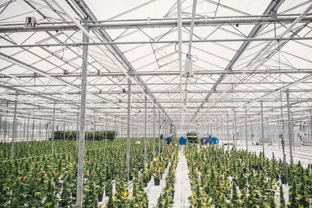 Australia to get million-square-foot cannabis greenhouse