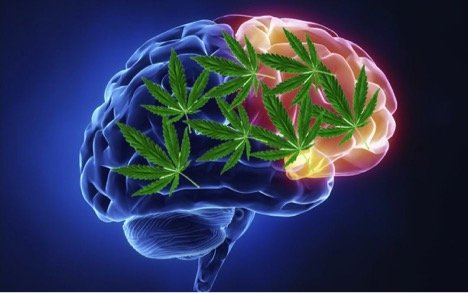 How Does Marijuana Increase Brain Cell Formation?