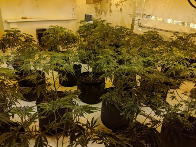 Police seize over 200 cannabis plants at Hartlepool farm. - Weed World ...