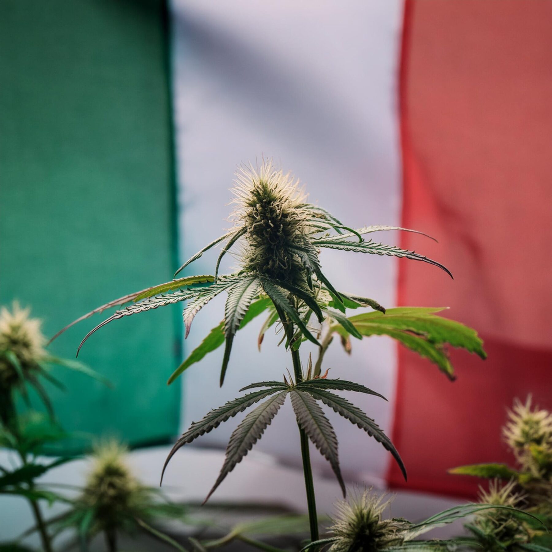Italy’s hemp industry has called European Commission to intervene after ...